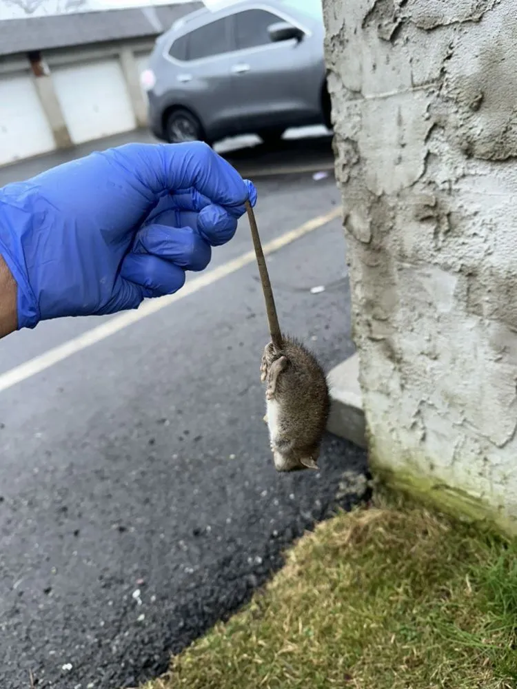 Small rodent removed during a pest-control visit
