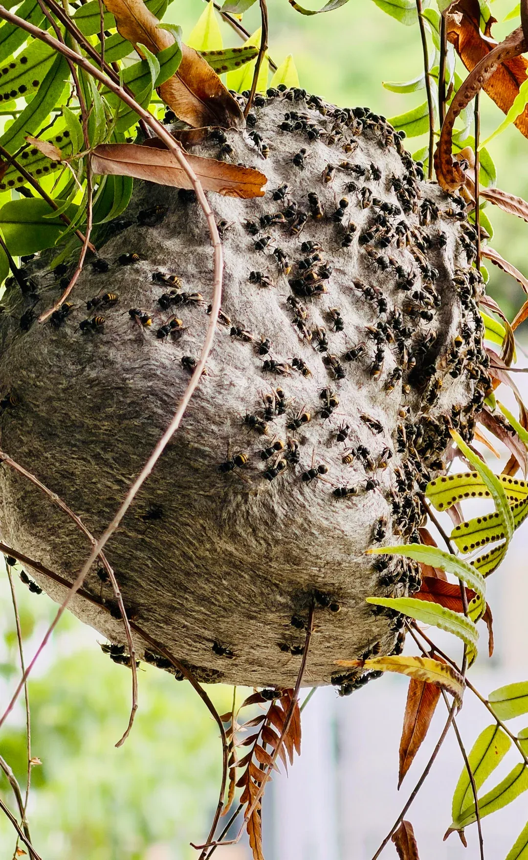 Large wasp nest found and removed during a Las Cruces service call