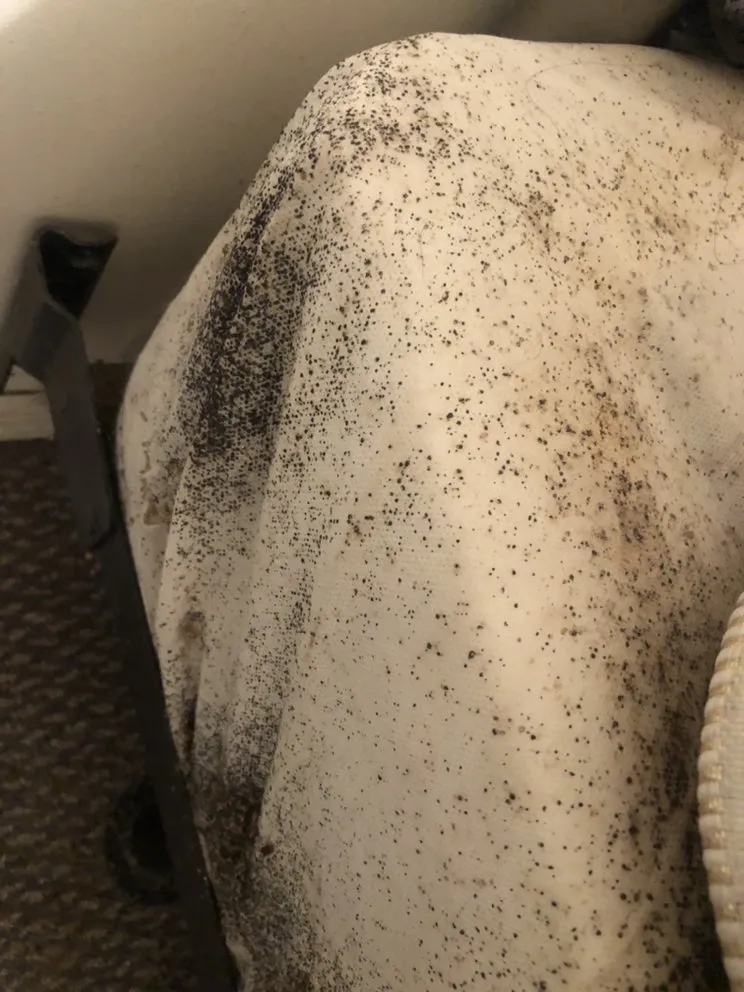 Bed bug spotting and activity visible along a mattress seam during inspection