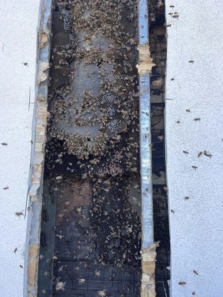 Honeycomb removed from inside a wall cavity during a live bee removal