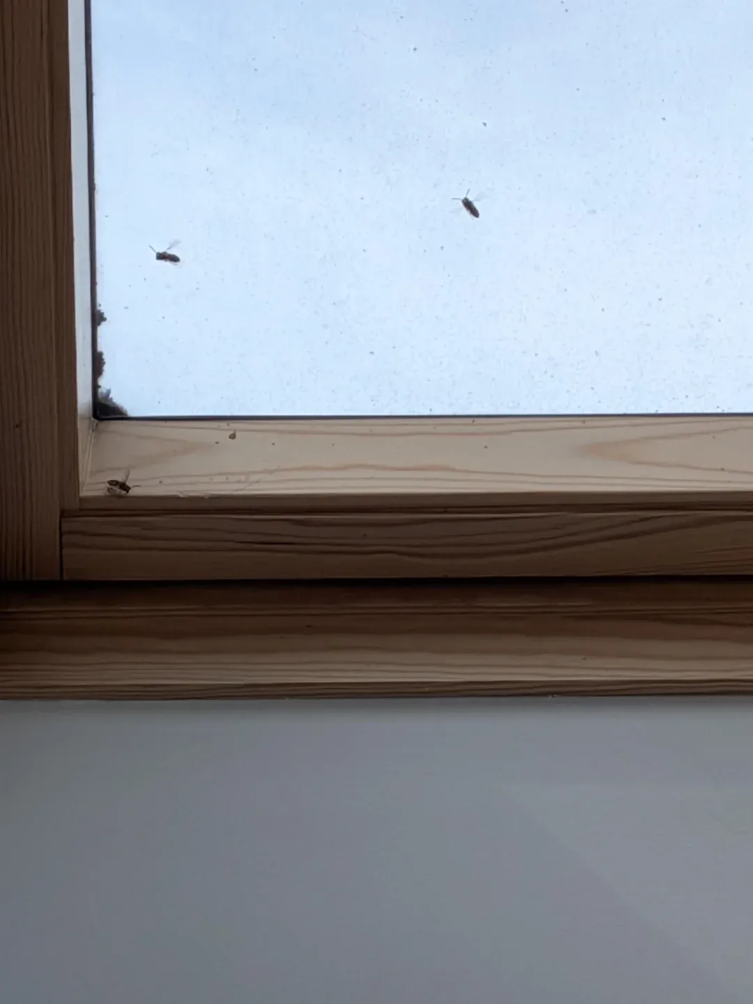 Small indoor insects gathering near a window frame