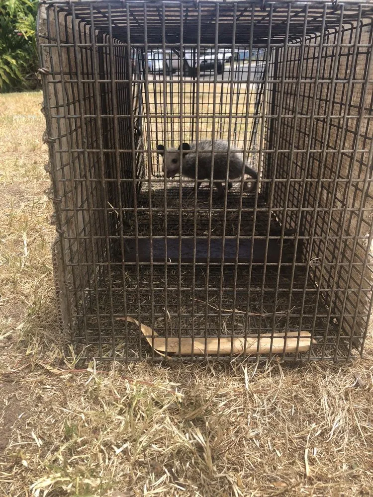 Opossum secured in a humane cage trap after entering a Las Cruces yard