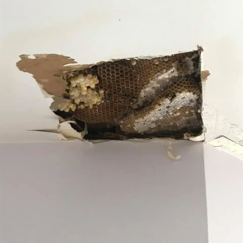 A concealed wall void opened so hidden pest activity can be inspected