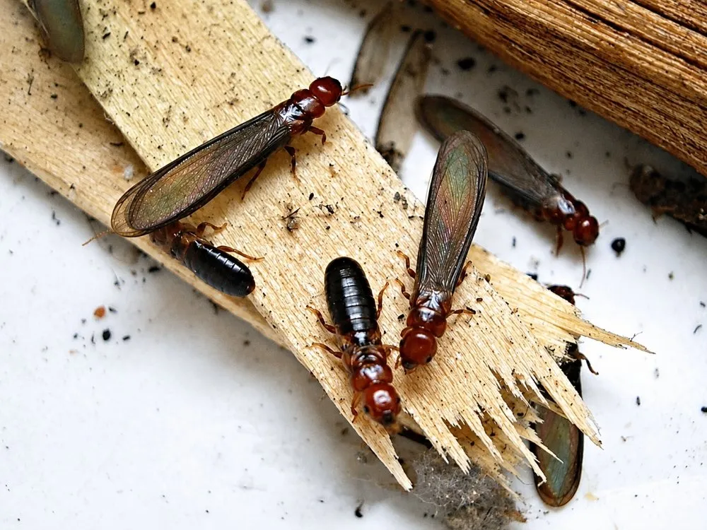 Winged termite swarmers and workers on splintered wood from an active colony
