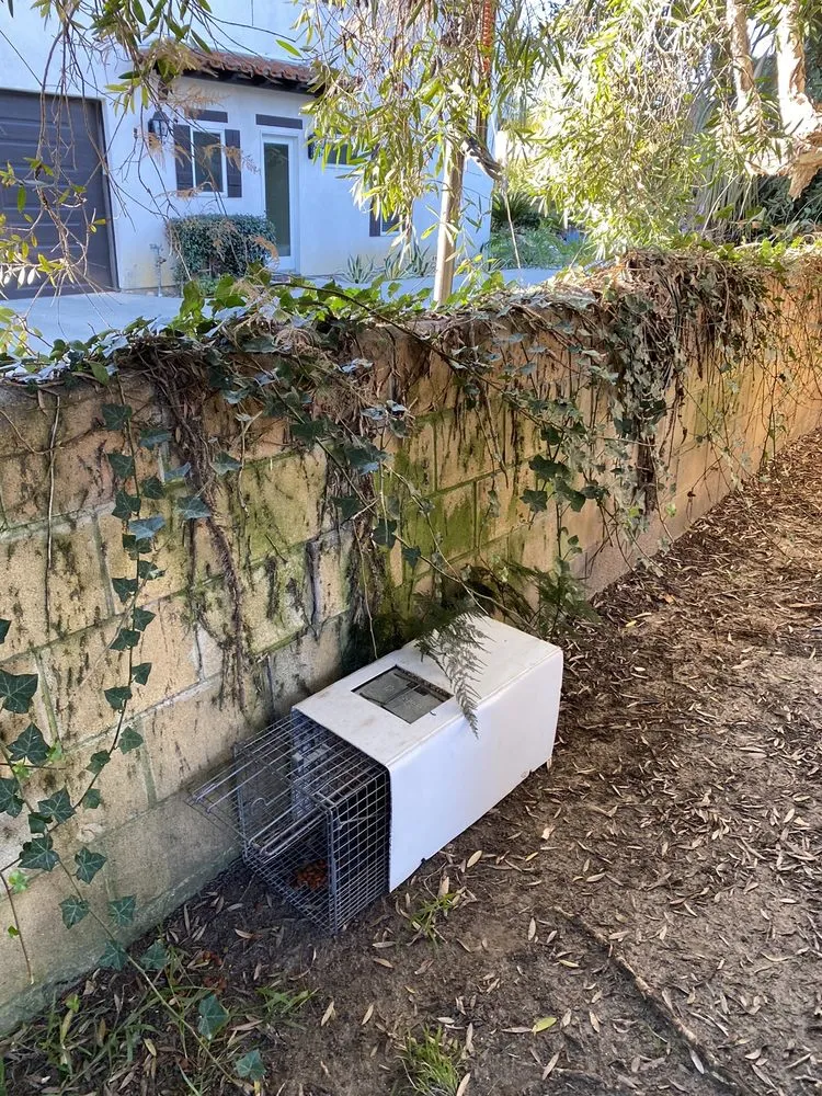 Covered wildlife trap positioned along a shaded exterior wall