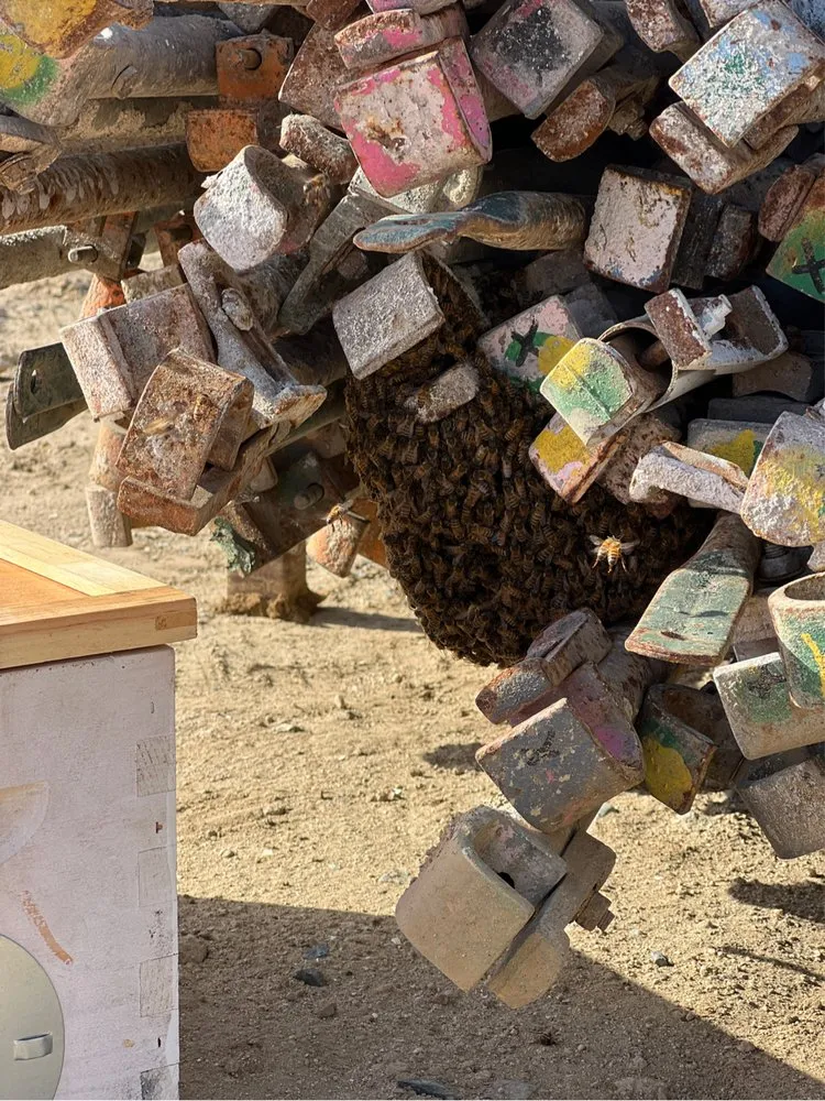 Swarm removed from a property during a Las Cruces service call