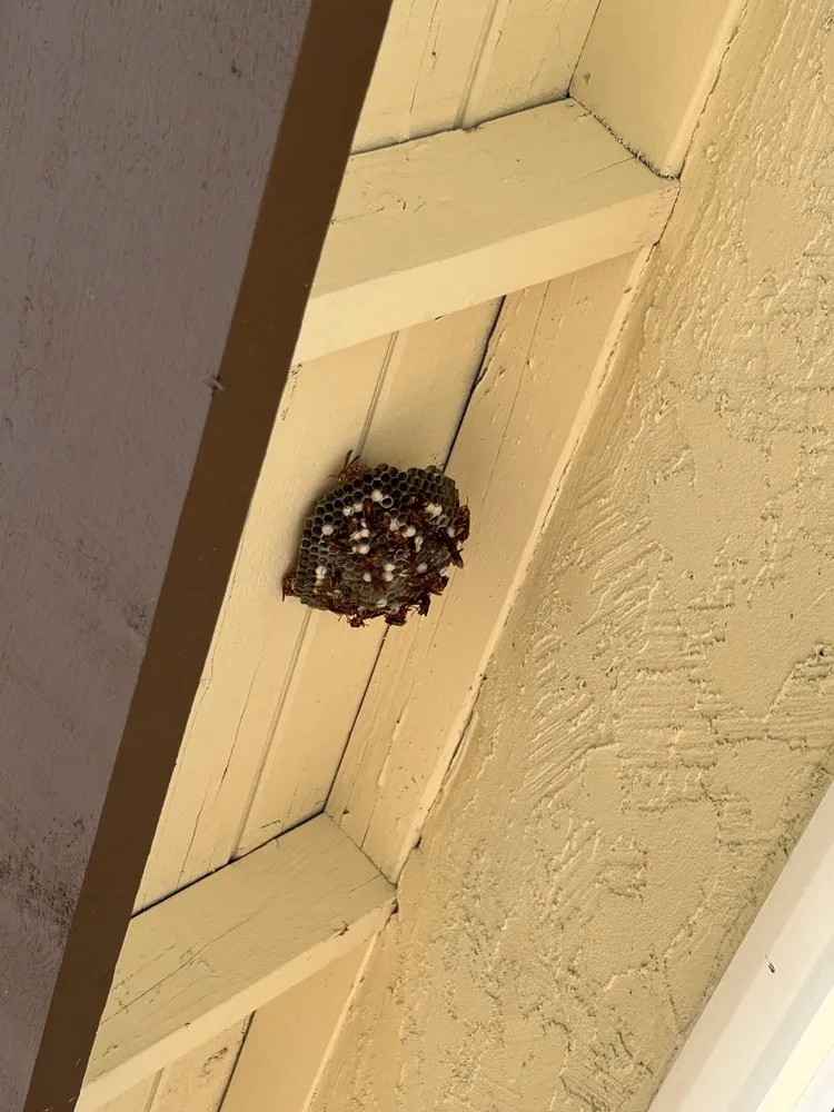 Protected roof edge inspected for pest nests, webs, and entry points