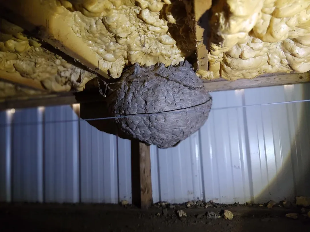 Sheltered roof cavity opened to inspect a hidden pest harborage